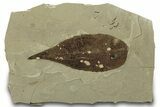 Fossil Poplar Leaf and Craneflies - Green River Formation, Utah #323347-1